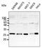 RAB5A, Member RAS Oncogene Family antibody, AB0009-200, Origene, Western Blot image 