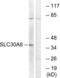 Solute Carrier Family 30 Member 8 antibody, LS-C120485, Lifespan Biosciences, Western Blot image 