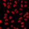Interacts With SUPT6H, CTD Assembly Factor 1 antibody, LS-C668536, Lifespan Biosciences, Immunofluorescence image 