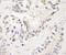 Zinc Finger Protein, FOG Family Member 1 antibody, A301-431A, Bethyl Labs, Immunohistochemistry frozen image 