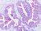 Growth Hormone Secretagogue Receptor antibody, orb85787, Biorbyt, Immunohistochemistry paraffin image 
