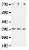 Kallikrein-1 antibody, PA5-79562, Invitrogen Antibodies, Western Blot image 