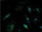 Lysosomal Associated Membrane Protein 1 antibody, LS-C343674, Lifespan Biosciences, Immunocytochemistry image 
