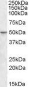 TEA Domain Transcription Factor 2 antibody, NBP1-36953, Novus Biologicals, Western Blot image 