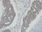 N-Myc And STAT Interactor antibody, PA5-27804, Invitrogen Antibodies, Immunohistochemistry frozen image 