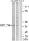 Olfactory Receptor Family 51 Subfamily G Member 1 (Gene/Pseudogene) antibody, GTX87507, GeneTex, Western Blot image 
