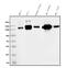 APN antibody, M02591-4, Boster Biological Technology, Western Blot image 