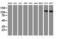 Glutamyl Aminopeptidase antibody, LS-C337618, Lifespan Biosciences, Western Blot image 