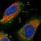 Intraflagellar Transport 81 antibody, HPA020051, Atlas Antibodies, Immunocytochemistry image 