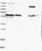 Zinc Finger FYVE-Type Containing 16 antibody, NBP1-81517, Novus Biologicals, Western Blot image 
