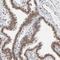 Interferon Regulatory Factor 9 antibody, HPA001862, Atlas Antibodies, Immunohistochemistry frozen image 