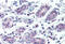 ATP Binding Cassette Subfamily B Member 5 antibody, MBS242309, MyBioSource, Immunohistochemistry frozen image 