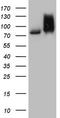 Ribonucleotide Reductase Catalytic Subunit M1 antibody, TA804563S, Origene, Western Blot image 
