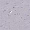 FEZ Family Zinc Finger 1 antibody, PA5-67305, Invitrogen Antibodies, Immunohistochemistry paraffin image 