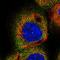 LY6/PLAUR Domain Containing 6 antibody, HPA042805, Atlas Antibodies, Immunofluorescence image 