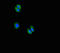Chromosome 5 Open Reading Frame 51 antibody, LS-C396179, Lifespan Biosciences, Immunofluorescence image 