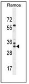 Family With Sequence Similarity 133 Member A antibody, AP51531PU-N, Origene, Western Blot image 