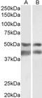 E2F Transcription Factor 4 antibody, orb146475, Biorbyt, Western Blot image 