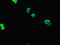 Protein ZNF365 antibody, orb45129, Biorbyt, Immunofluorescence image 