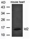 Inhibitor Of DNA Binding 2 antibody, orb69595, Biorbyt, Western Blot image 