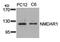 Glutamate Ionotropic Receptor NMDA Type Subunit 1 antibody, 79-553, ProSci, Western Blot image 