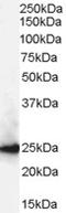 M31 antibody, TA303064, Origene, Western Blot image 