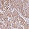 Olfactory Receptor Family 4 Subfamily Q Member 3 antibody, NBP2-13700, Novus Biologicals, Immunohistochemistry frozen image 