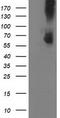 Phosphodiesterase 1B antibody, CF503336, Origene, Western Blot image 