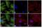 Rabbit IgG antibody, A16030, Invitrogen Antibodies, Immunofluorescence image 