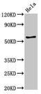 E2F Transcription Factor 4 antibody, CSB-PA00759A0Rb, Cusabio, Western Blot image 