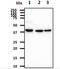 ACAT-1 antibody, NBP2-22565, Novus Biologicals, Western Blot image 