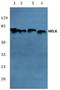 Maternal Embryonic Leucine Zipper Kinase antibody, A04038, Boster Biological Technology, Western Blot image 