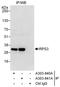 Ribosomal Protein S3 antibody, A303-841A, Bethyl Labs, Immunoprecipitation image 