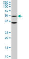 Serine/Threonine Kinase 40 antibody, LS-C134107, Lifespan Biosciences, Western Blot image 