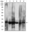Casein kinase II subunit beta antibody, NBP2-52450, Novus Biologicals, Western Blot image 
