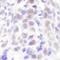 NCOA6 antibody, H00023054-M01, Novus Biologicals, Western Blot image 