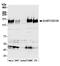 Interleukin 6 Signal Transducer antibody, A304-929A, Bethyl Labs, Western Blot image 