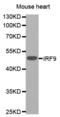 Interferon Regulatory Factor 9 antibody, abx000955, Abbexa, Western Blot image 