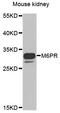 CD-MPR antibody, orb373365, Biorbyt, Western Blot image 