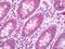 Histone Deacetylase 4 antibody, orb96091, Biorbyt, Immunohistochemistry paraffin image 