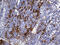 Major Histocompatibility Complex, Class II, DR Beta 5 antibody, M01789, Boster Biological Technology, Immunohistochemistry paraffin image 