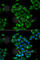 Cystinosin, Lysosomal Cystine Transporter antibody, A6893, ABclonal Technology, Immunofluorescence image 