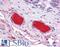 Complement C9 antibody, LS-B4849, Lifespan Biosciences, Immunohistochemistry frozen image 