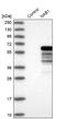NGFI-A Binding Protein 1 antibody, NBP1-86163, Novus Biologicals, Western Blot image 