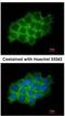 SEC61 Translocon Alpha 1 Subunit antibody, NBP1-31267, Novus Biologicals, Immunofluorescence image 