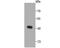Coiled-Coil Domain Containing 47 antibody, NBP2-67919, Novus Biologicals, Western Blot image 