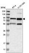 RNA polymerase II elongation factor ELL2 antibody, HPA013569, Atlas Antibodies, Western Blot image 
