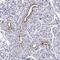Opiorphin Prepropeptide antibody, HPA065711, Atlas Antibodies, Immunohistochemistry paraffin image 