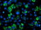 Adenylate kinase isoenzyme 4, mitochondrial antibody, TA503306, Origene, Immunofluorescence image 
