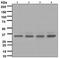 BRCA1/BRCA2-Containing Complex Subunit 3 antibody, ab108411, Abcam, Western Blot image 